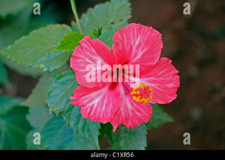 Hibiscus rosa-sinensis, rose, rose de Chine hibiscus chinois Banque D'Images