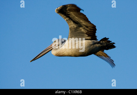 Pelican Pelecanus conspicillatus australienne ( vol ) Banque D'Images