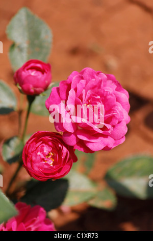 Roses rose, rose Happy Wanderer, Rosa Happy Wanderer, Pune, Maharashtra, Inde Banque D'Images