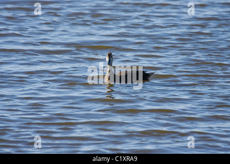 Pacific canard noir (Anas superciliosa caméra ) Banque D'Images