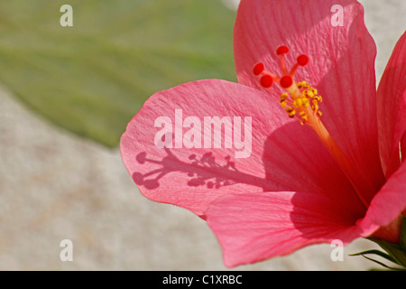 Hibiscus rosa-sinensis, rose, rose de Chine hibiscus chinois Banque D'Images