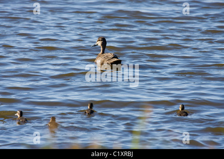 Pacific canard noir (Anas superciliosa ) avec poussins canetons ( ). Banque D'Images