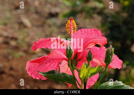 Hibiscus rosa-sinensis, rose, rose de Chine hibiscus chinois Banque D'Images