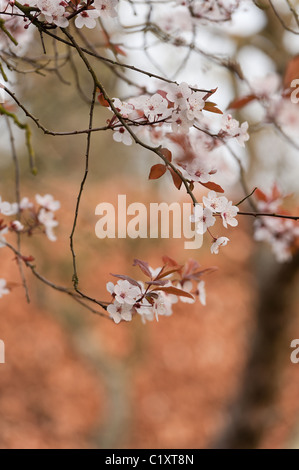 Blosom cerisier pourpre des sables au début du printemps Banque D'Images