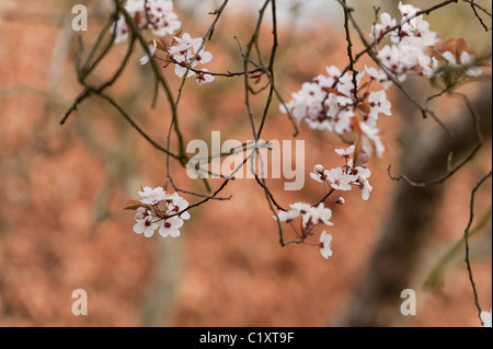 Blosom cerisier pourpre des sables au début du printemps Banque D'Images