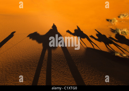 Les chameaux sur l'Erg Chebbi dunes snd sur le bord du désert du Sahara Banque D'Images