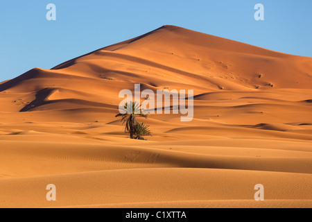 Erg Chebbi dunes de sable sur le bord du désert du Sahara au Maroc Afrique du Nord à l'aube au début de mars Banque D'Images