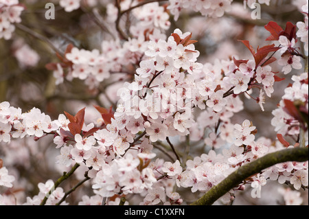 Blosom cerisier pourpre des sables au début du printemps Banque D'Images