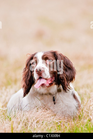 English Springer Spaniel chien au repos dans un champ à l'exercice de whist Banque D'Images