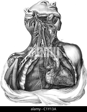 19ème siècle illustration de livre, prises à partir de la 9e édition (1875) de l'Encyclopédie Britannique, de nerfs, le cou et le thorax Banque D'Images