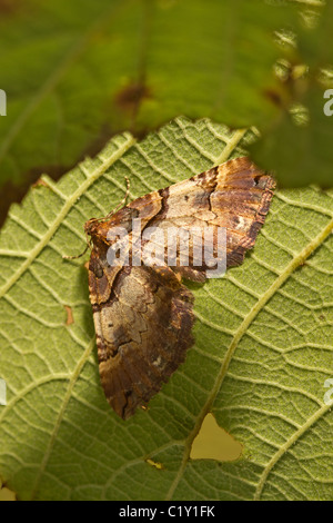 Earophila badiata (bande d'épaule) Banque D'Images