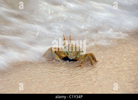 Le crabe fantôme, fantôme cornu ou Crabe Crabe fantôme aux yeux de l'avertisseur sonore (Ocypode ceratophthalma) sur du sable de plage propre, Denis Island, de l'Océan Indien, Banque D'Images