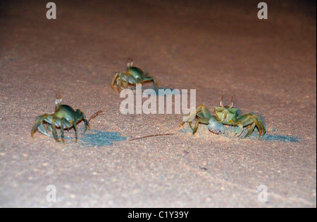 Le crabe fantôme, fantôme cornu ou Crabe Crabe fantôme aux yeux de l'avertisseur sonore (Ocypode ceratophthalma) sur du sable de plage propre, Denis Island, de l'Océan Indien, Banque D'Images