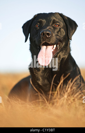 Labrador Retriever dog - lying on meadow Banque D'Images