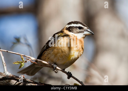 Un mineur (cardinal à tête noire Pheucticus melanocephalus) perché sur une branche. Banque D'Images