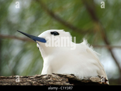 Sterne ange est assis sur une branche d'arbre. La sterne blanche Oiseau ou saint-esprit oiseau (Gygis alba) Denis Island, Seychelles Banque D'Images