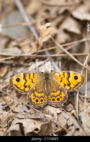 (Lasiommata megera Wall Brown) sur les feuilles séchées, Espagne Banque D'Images