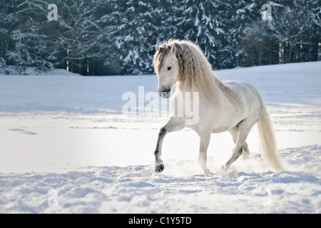 Cheval andalou - trotting dans la neige Banque D'Images