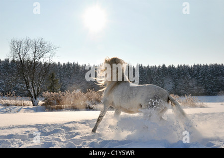 Cheval andalou - trotting dans la neige Banque D'Images