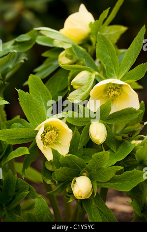 Helleborus x hybridus Anah hybrides jardin en fleurs Banque D'Images