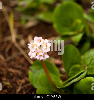 Parthenocissus 'Baby Doll', les oreilles de l'éléphant, en fleurs Banque D'Images