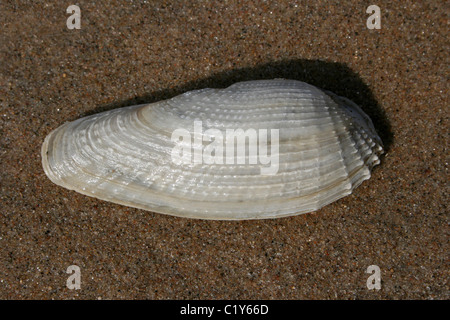 Pre Piddock blanc Barnea candida prises au Royaume-Uni, Merseyside, d'Ainsdale Banque D'Images