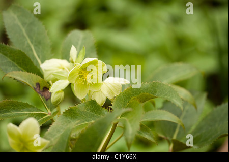 Helleborus argutifolius hellébore hybride, le Corse, en fleurs en Mars Banque D'Images