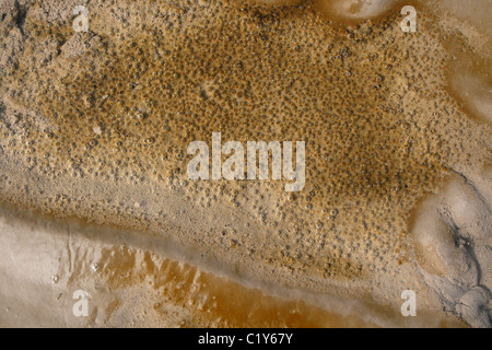 Bulles d'oxygène produit par la photosynthèse des diatomées sur la surface du sable, côte de Sefton, UK Banque D'Images