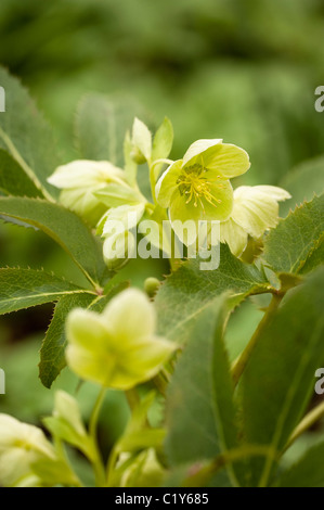 Helleborus argutifolius hellébore hybride, le Corse, en fleurs en Mars Banque D'Images