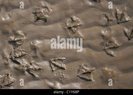 Seagull empreintes dans le sable humide, d'Ainsdale prises à Merseyside, Royaume-Uni Banque D'Images