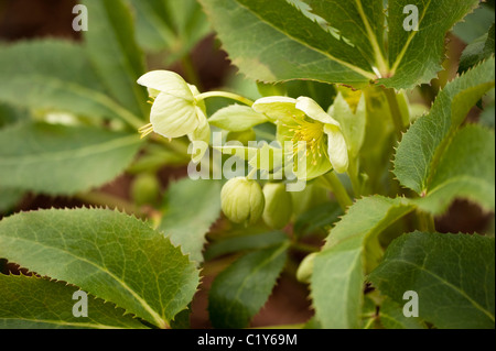 Helleborus argutifolius hellébore hybride, le Corse, en fleurs en Mars Banque D'Images