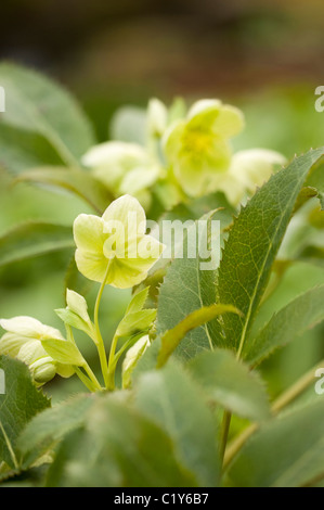 Helleborus argutifolius hellébore hybride, le Corse, en fleurs en Mars Banque D'Images