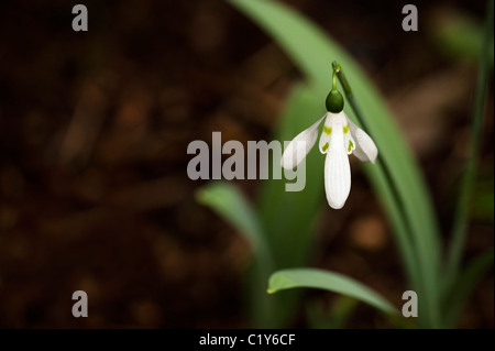 Une plus grande Snowdrop, Galanthus elwesii, en fleurs Banque D'Images