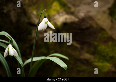 L'un-spotted Elwes's Snowdrop Galanthus elwesii, var. monostictus, en fleurs Banque D'Images