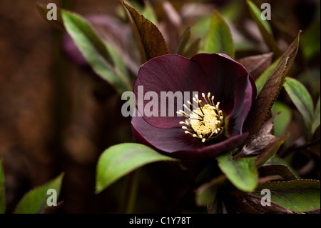 Helleborus x hybridus à fleurs rouges en fleurs en Mars Banque D'Images