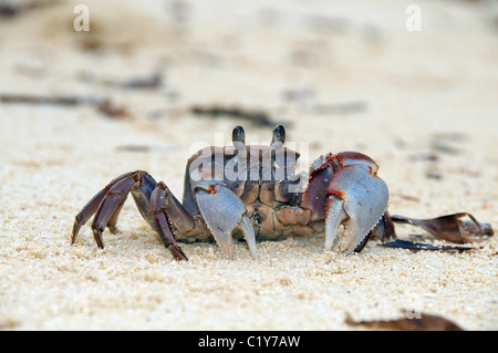 Le crabe fantôme rose (Ocypode ryderi) effacer burrow de sable à marée basse, Denis Island, de l'Océan Indien, les Seychelles Banque D'Images