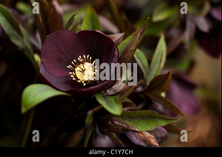 Helleborus x hybridus à fleurs rouges en fleurs en Mars Banque D'Images