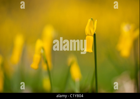 Narcissus cyclamineus, Cyclamen fleur jonquille en fleur en Mars Banque D'Images