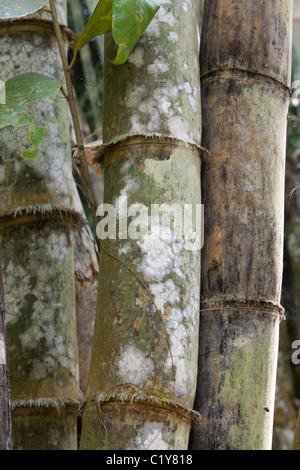 Arbre bambou tiges de moisissure blanche, jungle Banque D'Images