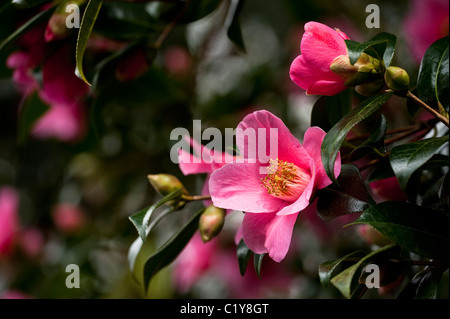 Camellia x williamsii 'St' brebis en fleurs en Mars Banque D'Images