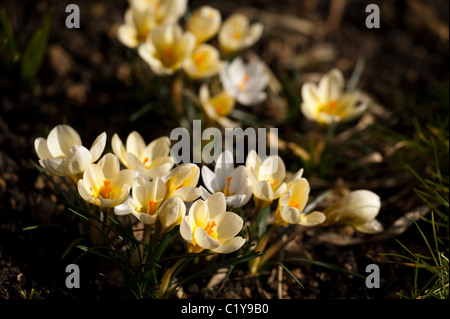 Crocus chrysanthus 'Cream Beauty' en fleurs Banque D'Images