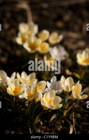 Crocus chrysanthus 'Cream Beauty' en fleurs Banque D'Images