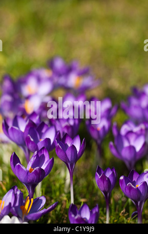 Crocus tommasinianus 'Ruby Giant' poussant dans un jardin pelouse Banque D'Images