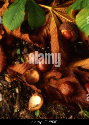 Les feuilles de marronnier et conkers en automne. La Grande-Bretagne.UK Banque D'Images