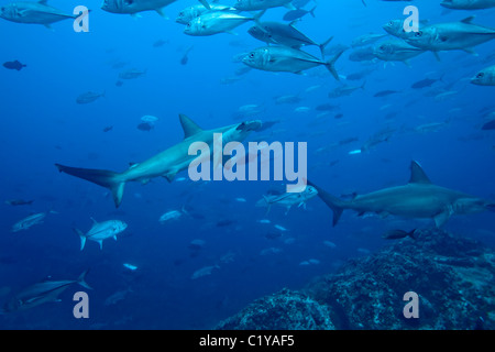 Un requin-marteau halicorne (Sphyma lewini) nage à travers une école de carangues à l'île Cocos au large de la côte du Costa Rica Banque D'Images