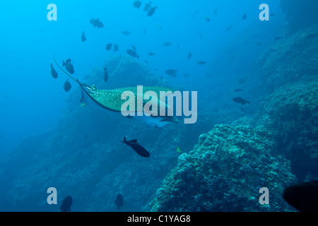 Un Spotted Eagle Ray nage à travers un banc de poissons à la Roche d'ailerons de requins à la plongée au large de l'île Cocos du Costa Rica. Banque D'Images