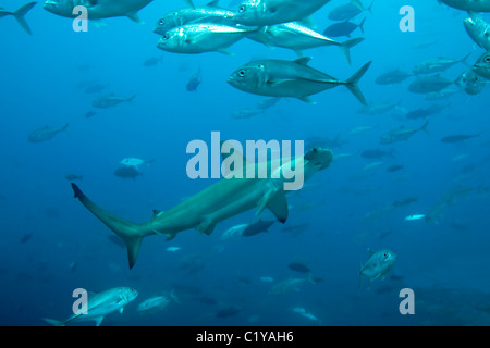 Un requin-marteau halicorne (Sphyma lewini) nage à travers une école de carangues à l'île Cocos au large de la côte du Costa Rica Banque D'Images