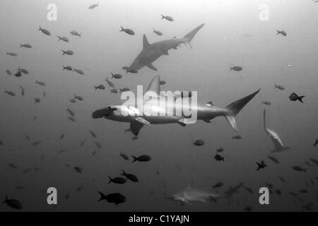 Le requin-marteau halicorne (Sphyma lewini) nager à travers une école de poissons tropicaux à l'île Cocos au large de la côte de Costa Ri Banque D'Images
