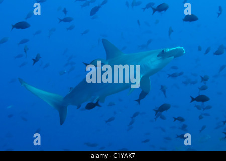 Un requin-marteau halicorne (Sphyma lewini) nage à travers une école de poissons tropicaux à l'île Cocos au large de la côte de Costa Banque D'Images