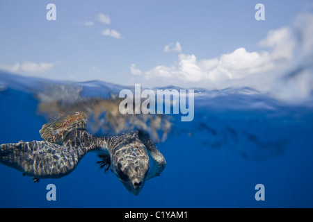 Une vue sur l'eau d'une rare tortue à l'île Cocos au large de la côte du Costa Rica. Banque D'Images